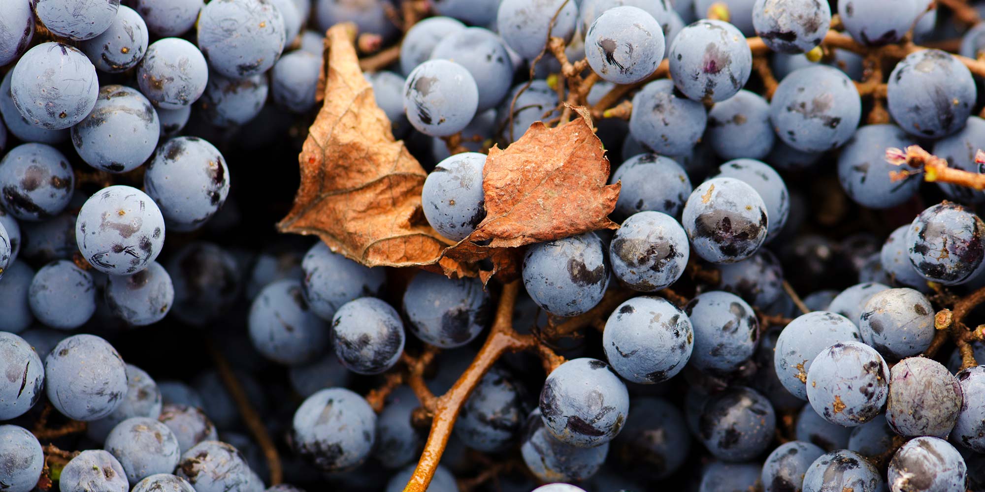 Exclusive Club Benefits